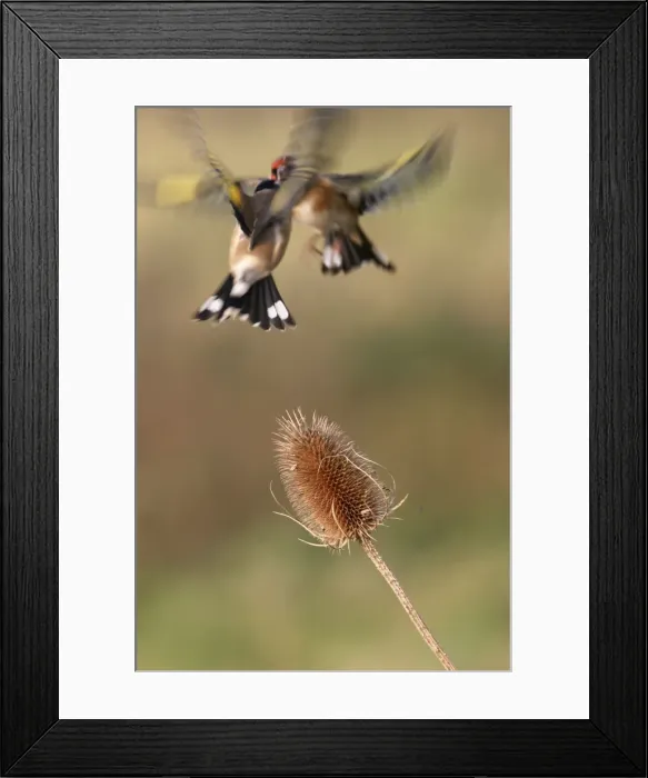 Framed Print : Goldfinches - Birds fighting over teasel Bedfordshire, UK Framed Print : Goldfinches - Birds fighting over teasel Bedfordshire, UK