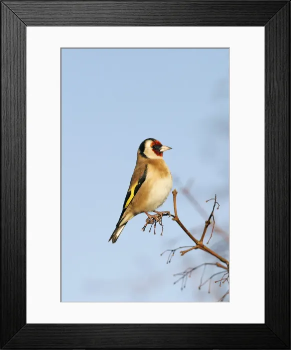 Framed Print : Goldfinch - On maple twig side view blue sky Bedfordshire, UK Framed Print : Goldfinch - On maple twig side view blue sky Bedfordshire, UK