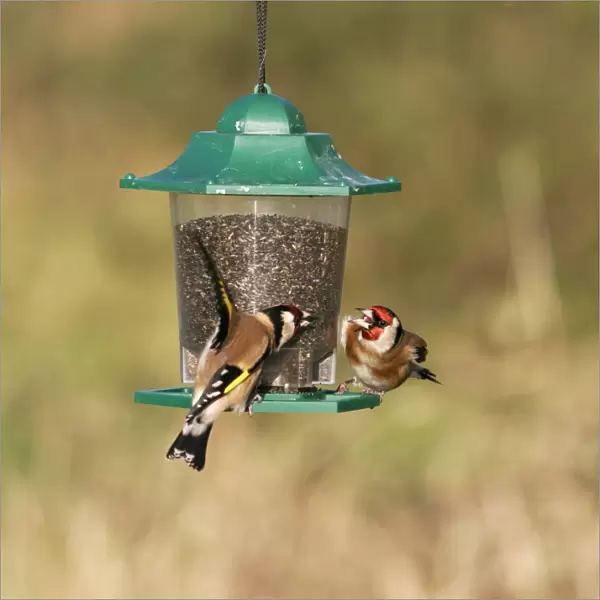 Goldfinches - Fighting at niger feeder Bedfordshire, UK