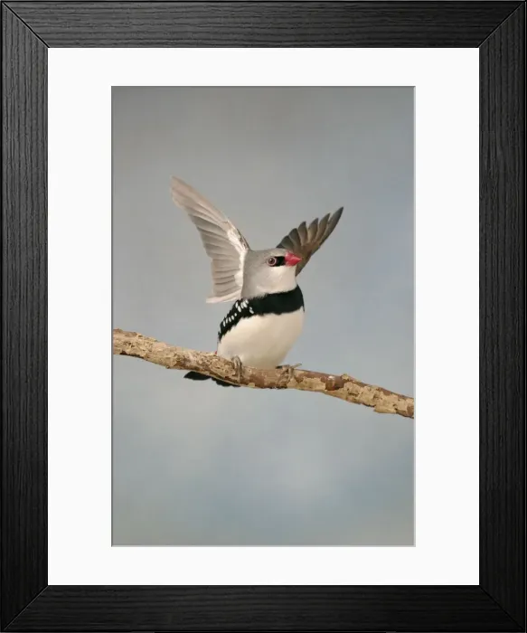 Framed Print : Diamond Firetail - On branch wings open front view, captive cage bird Bedfordshire, UK Framed Print : Diamond Firetail - On branch wings open front view, captive cage bird Bedfordshire, UK