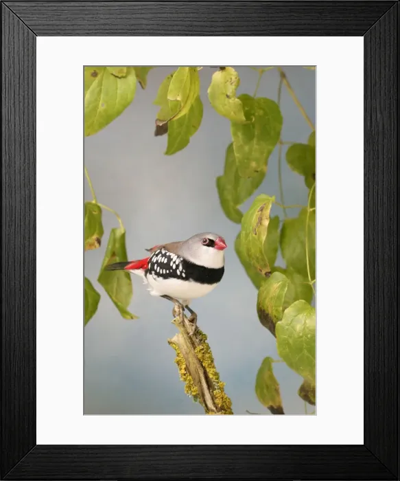Framed Print : Diamond Firetail - In creepers side view, captive cage bird Bedfordshire, UK Framed Print : Diamond Firetail - In creepers side view, captive cage bird Bedfordshire, UK