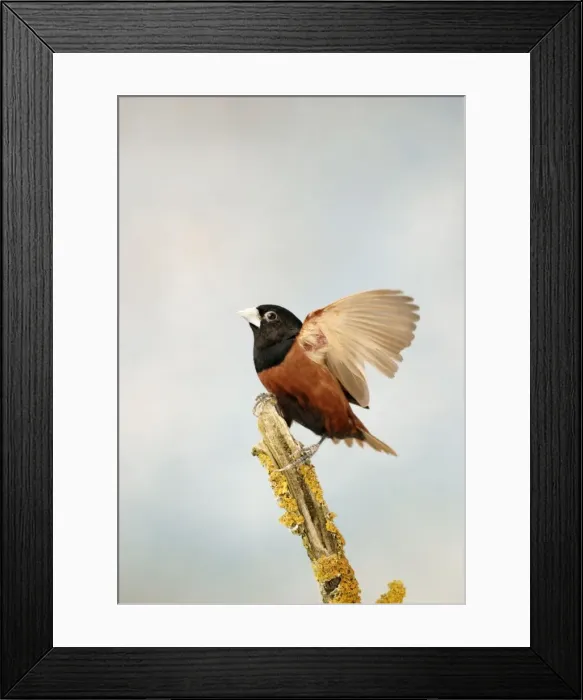 Framed Print : Black Headed Nun - Wings open side view captive cage bird Bedfordshire, UK Framed Print : Black Headed Nun - Wings open side view captive cage bird Bedfordshire, UK