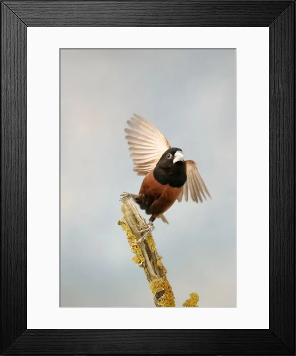 Framed Print : Black Headed Nun - Takes off front view, captive cage bird Bedfordshire, UK Framed Print : Black Headed Nun - Takes off front view, captive cage bird Bedfordshire, UK