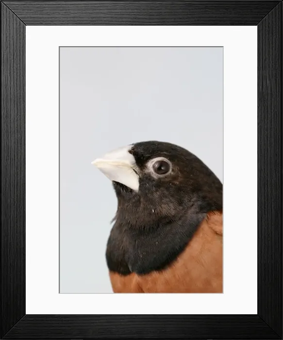 Framed Print : Black Headed Nun - Close up of head side view, captive cage bird Bedfordshire, UK Framed Print : Black Headed Nun - Close up of head side view, captive cage bird Bedfordshire, UK