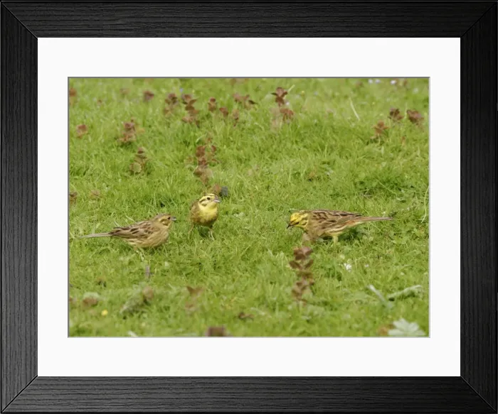 Framed Print : Yellowhammers - Group feeding in meadow. Bedfordshire UK 003 Framed Print : Yellowhammers - Group feeding in meadow. Bedfordshire UK 003
