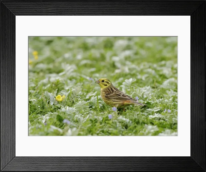 Framed Print : Yellowhammer - Male side view, feeding in meadow. Bedfordshire UK 006