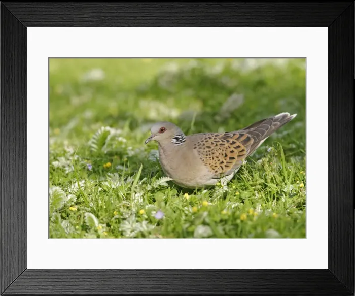 Framed Print : Turtle Dove - Feeding in meadow side view Bedfordshire UK 013 Framed Print : Turtle Dove - Feeding in meadow side view Bedfordshire UK 013