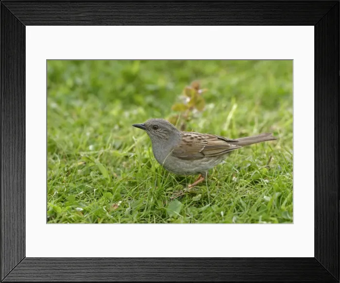Framed Print : Dunnock / Hedge Sparrow / Hedge Accentor - Feeding in meadow side view. Bedfordshire UK 018 Framed Print : Dunnock / Hedge Sparrow / Hedge Accentor - Feeding in meadow side view. Bedfordshire UK 018