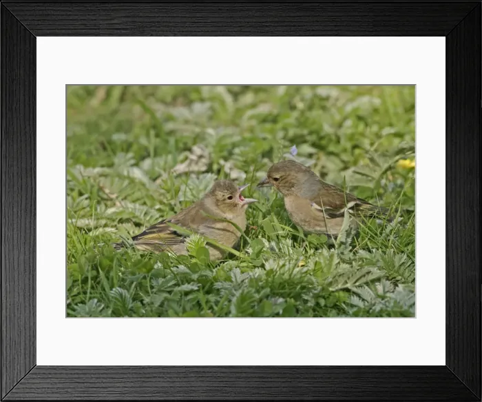 Framed Print : Chaffinch - Female feeding youngster in meadow. Bedfordshire UK 020 Framed Print : Chaffinch - Female feeding youngster in meadow. Bedfordshire UK 020