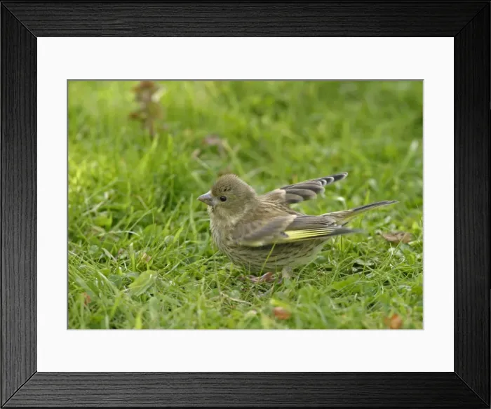 Framed Print : Greenfinch - Youngster food begging in meadow side view. Bedfordshire UK 023 Framed Print : Greenfinch - Youngster food begging in meadow side view. Bedfordshire UK 023