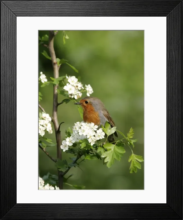 Framed Print : Robin - Near nest on May blossom side view. Bedfordshire UK 056 Framed Print : Robin - Near nest on May blossom side view. Bedfordshire UK 056
