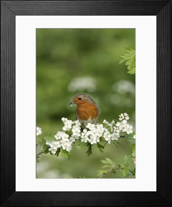 Framed Print : Robin - Near nest on May blossom front view. Bedfordshire UK 057 Framed Print : Robin - Near nest on May blossom front view. Bedfordshire UK 057