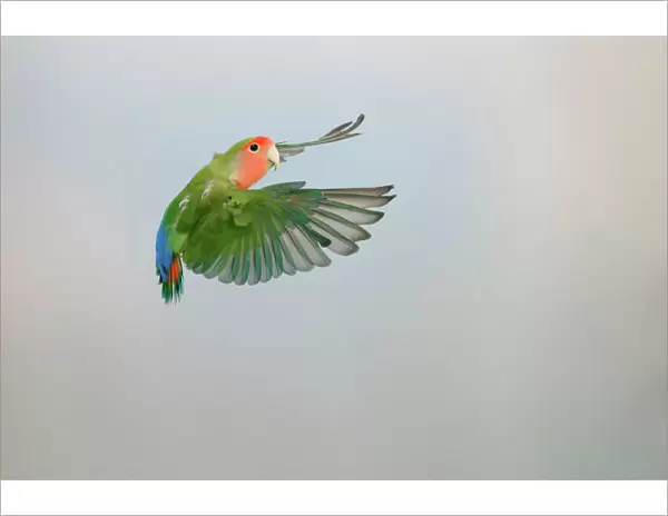 Lovebird - Peach faced in flight turning Distribution: Africa