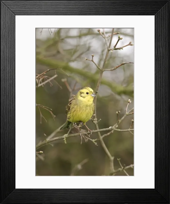 Framed Print : Yellowhammer - On twig front view Bedfordshire UK 1586