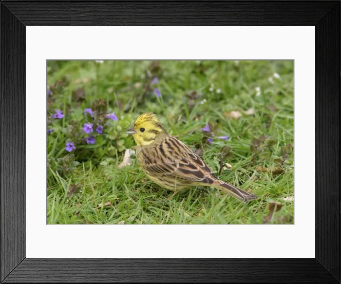 Framed Print : Yellowhammer - On ground in plants feeding side view crest raised Bedfordshire UK 1593 Framed Print : Yellowhammer - On ground in plants feeding side view crest raised Bedfordshire UK 1593