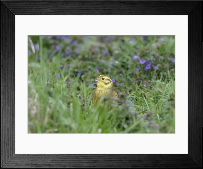 Framed Print : Yellowhammer - On ground in plants feeding front view Bedfordshire UK 1615 Framed Print : Yellowhammer - On ground in plants feeding front view Bedfordshire UK 1615