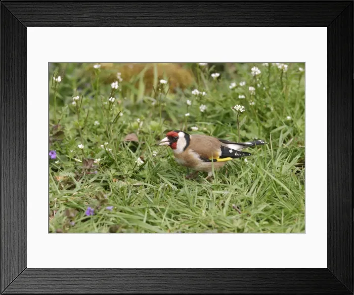 Framed Print : Goldfinch - On ground in plants side view Bedfordshire UK 1637 Framed Print : Goldfinch - On ground in plants side view Bedfordshire UK 1637