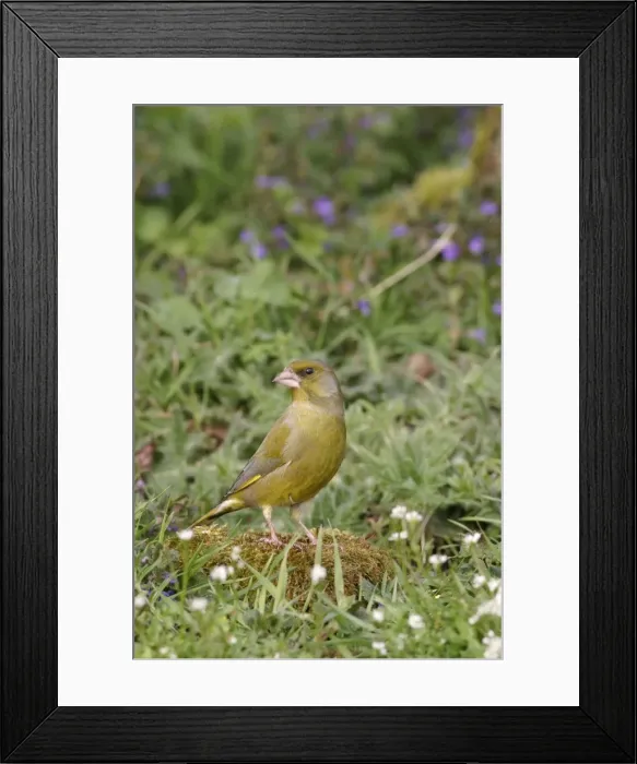 Framed Print : Greenfinch - On mossy stone in plants side view Bedfordshire UK 1632 Framed Print : Greenfinch - On mossy stone in plants side view Bedfordshire UK 1632