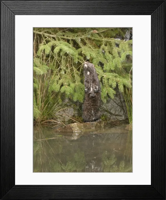 Framed Print : Mink - Male standing on hind legs 1686 Framed Print : Mink - Male standing on hind legs 1686