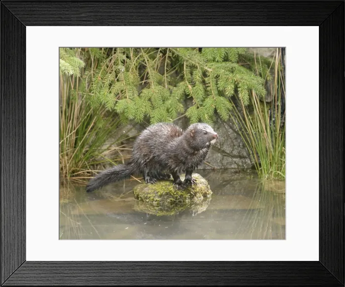 Framed Print : Mink - Male on rock front view 1687 Framed Print : Mink - Male on rock front view 1687