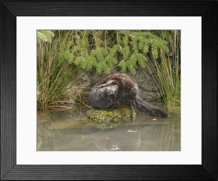 Framed Print : Mink - Male grooming himself 1689 Framed Print : Mink - Male grooming himself 1689