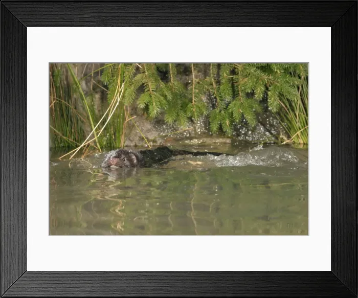 Framed Print : Mink - Male swimming front view 1692 Framed Print : Mink - Male swimming front view 1692