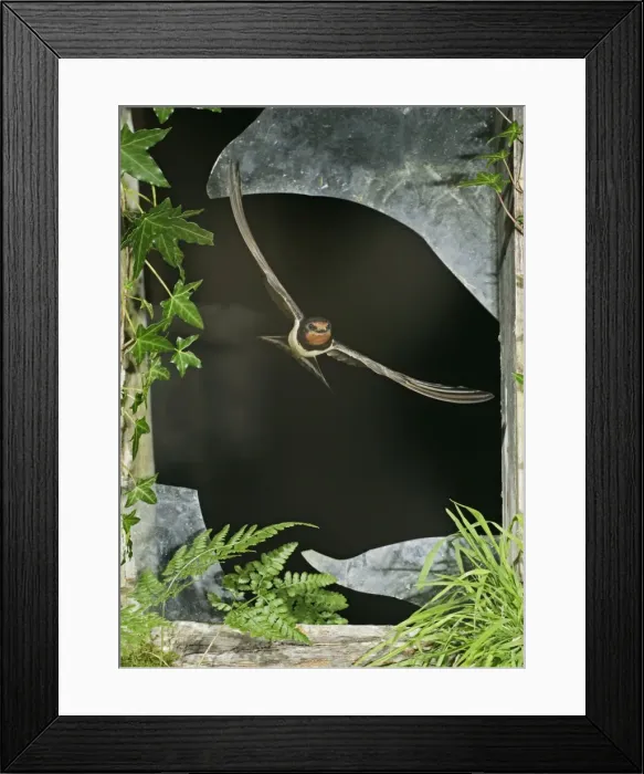 Framed Print : Swallow / Barn swallow – leaving barn through broken window front view West Wales UK Framed Print : Swallow / Barn swallow – leaving barn through broken window front view West Wales UK