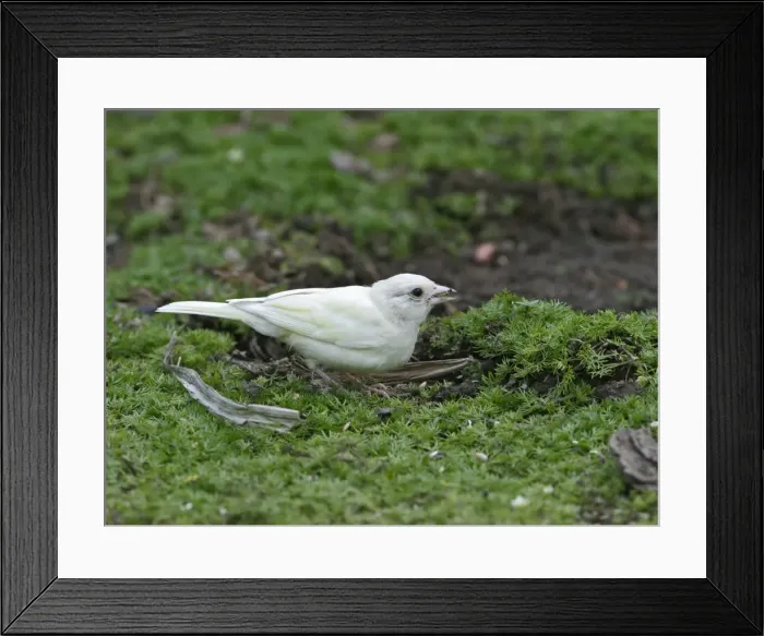 Framed Print : Chaffinch – youngster albino feding on ground Bedfordshire UK Framed Print : Chaffinch – youngster albino feding on ground Bedfordshire UK