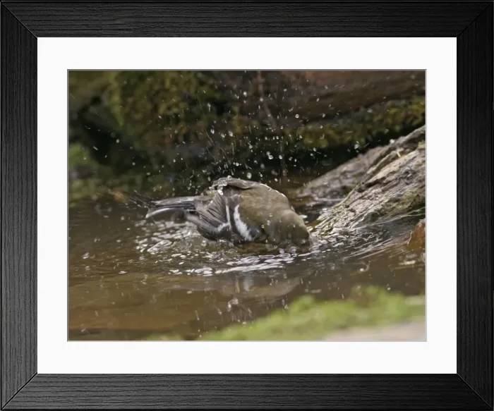 Framed Print : Chaffinch – youngster bathing in woodland pool Bedfordshire UK Framed Print : Chaffinch – youngster bathing in woodland pool Bedfordshire UK