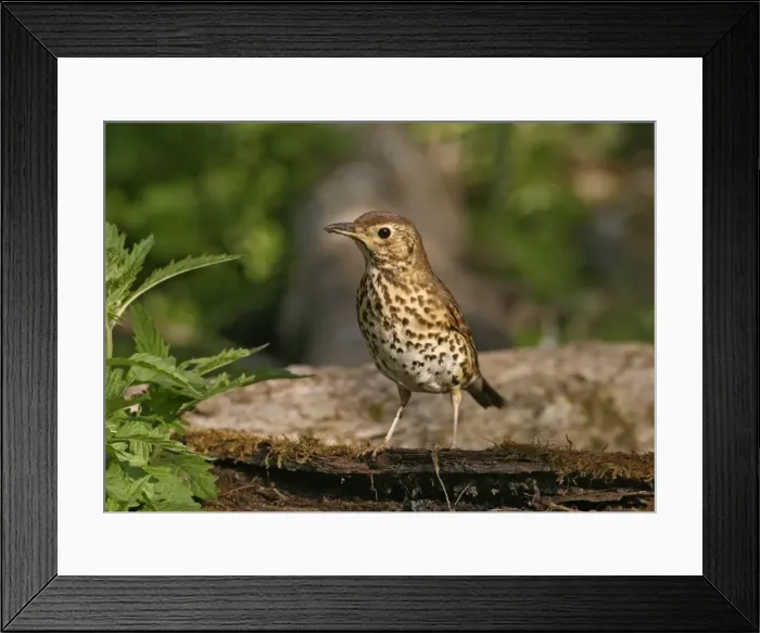 Framed Print : Song thrush – on log Bedfordshire UK Framed Print : Song thrush – on log Bedfordshire UK