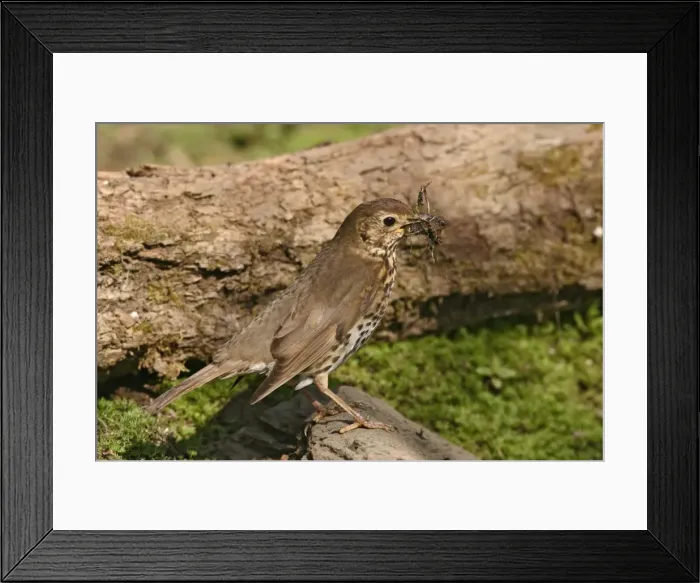 Framed Print : Song thrush – gathering mud and nest material Bedfordshire UK Framed Print : Song thrush – gathering mud and nest material Bedfordshire UK