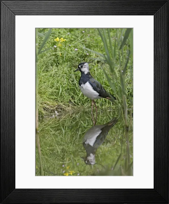 Framed Print : Lapwing / Peewit / Green plover – in pool showing reflection Norfolk UK Framed Print : Lapwing / Peewit / Green plover – in pool showing reflection Norfolk UK