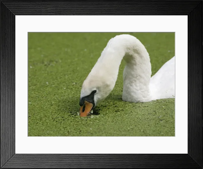 Framed Print : Mute swan – close up feeding in duckweed Bedfordshire UK Framed Print : Mute swan – close up feeding in duckweed Bedfordshire UK