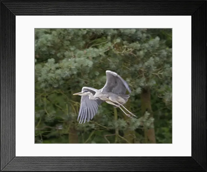 Framed Print : Grey heron – in flight close up Norfolk UK Framed Print : Grey heron – in flight close up Norfolk UK