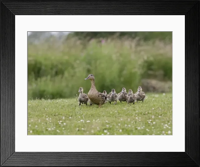 Framed Print : Mallard – female with young Framed Print : Mallard – female with young