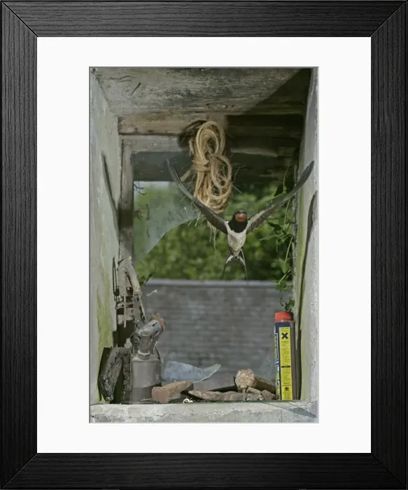 Framed Print : Swallow / Barn swallow – entering barn through broken window front view West Wales UK Framed Print : Swallow / Barn swallow – entering barn through broken window front view West Wales UK