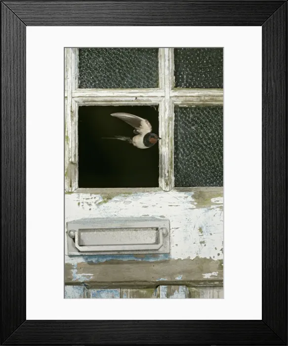 Framed Print : Swallow  /  Barn swallow – leaving barn through missing door pane front view West Wales UK