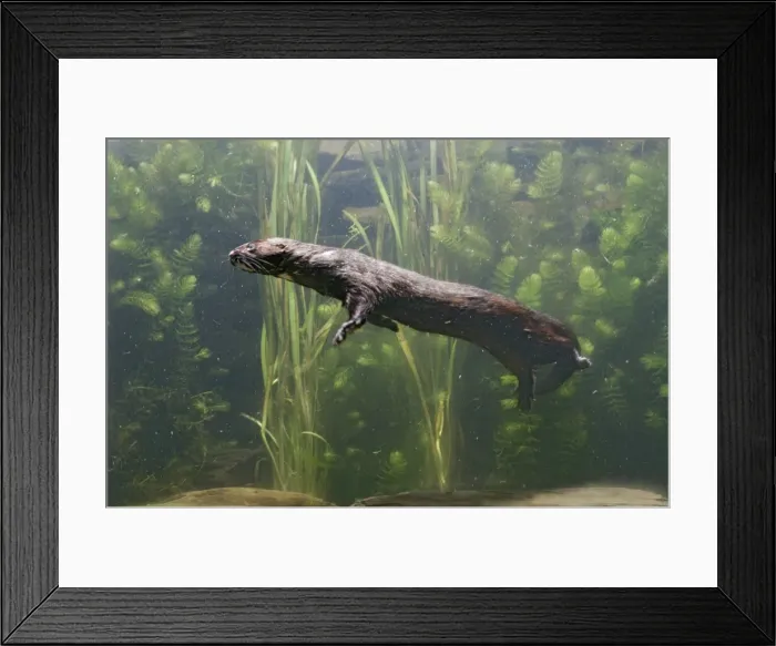 Framed Print : American Mink – swimming underwater side view – alien species in UK UK Framed Print : American Mink – swimming underwater side view – alien species in UK UK