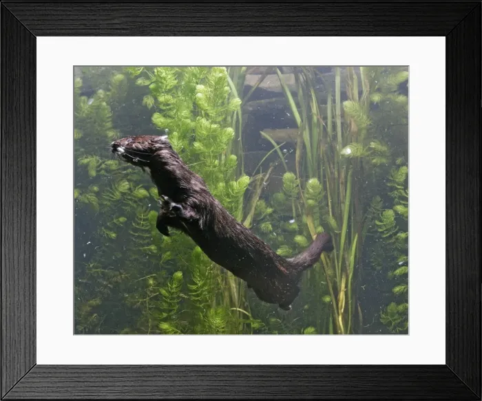 Framed Print : American Mink – swimming underwater side view – alien species in UK UK Framed Print : American Mink – swimming underwater side view – alien species in UK UK