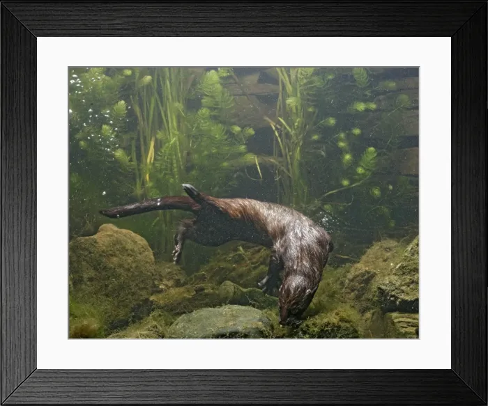 Framed Print : American Mink – swimming underwater side view – alien species in UK UK Framed Print : American Mink – swimming underwater side view – alien species in UK UK