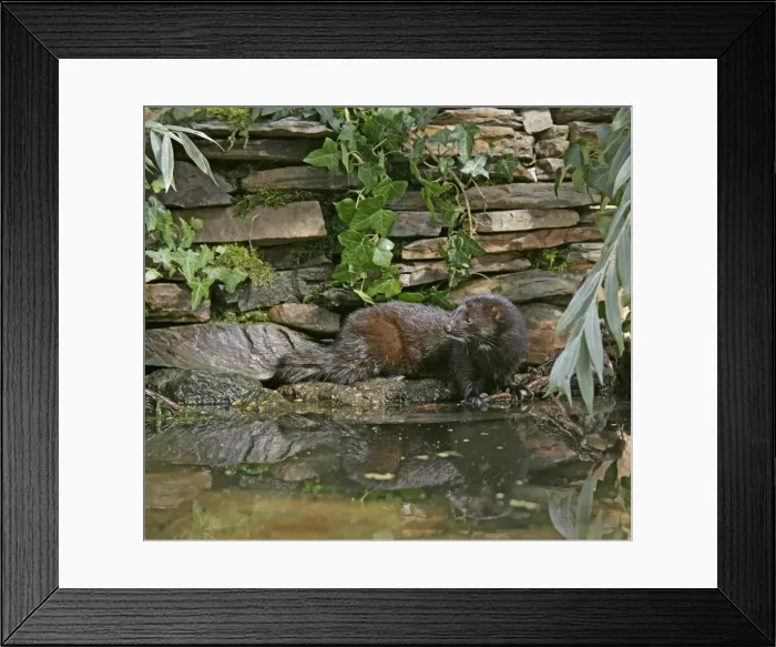 Framed Print : American Mink – swimming underwater side view – alien species in UK UK Framed Print : American Mink – swimming underwater side view – alien species in UK UK
