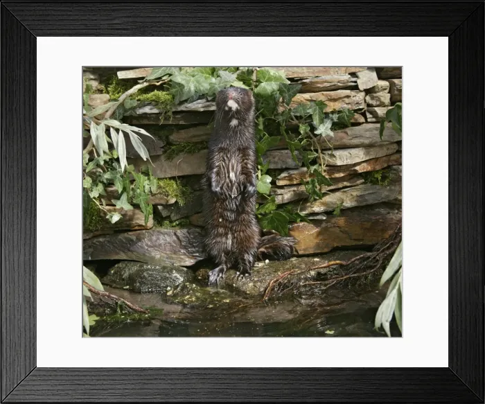 Framed Print : American Mink – swimming underwater side view – alien species in UK UK Framed Print : American Mink – swimming underwater side view – alien species in UK UK