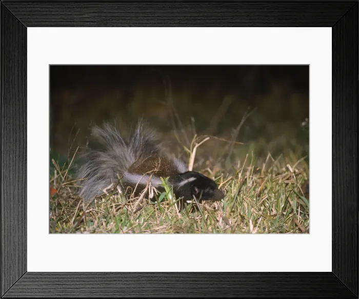 Framed Print : Hog-nosed Skunk Framed Print : Hog-nosed Skunk