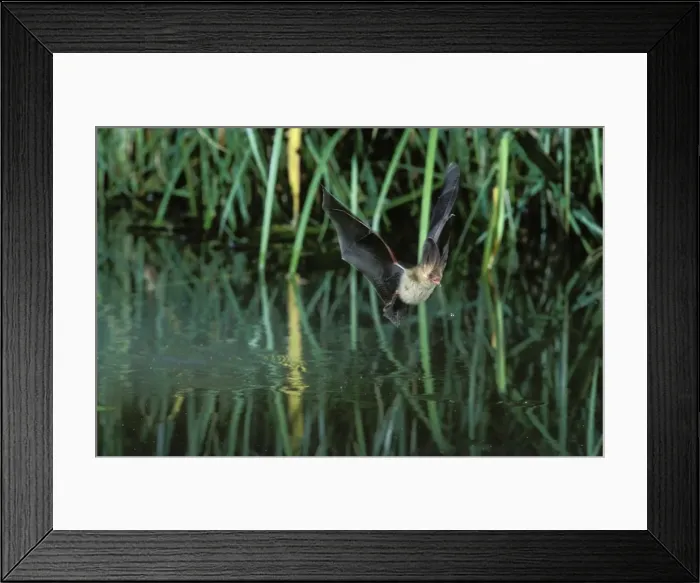 Framed Print : Brown Long-eared Bat - in flight, drinking from a pond Framed Print : Brown Long-eared Bat - in flight, drinking from a pond