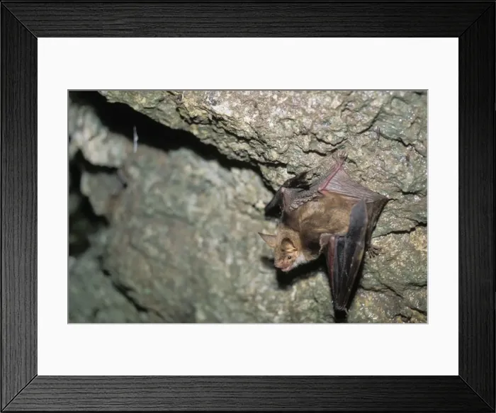 Framed Print : Mouse-eared Bat in a cave, september - Swiss Jura, Switzerland Framed Print : Mouse-eared Bat in a cave, september - Swiss Jura, Switzerland