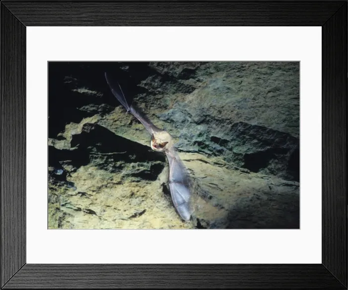 Framed Print : Greater mouse-eared bat flying out of a cave ( old iron mine) post breading season ( end of august) French jura, France Framed Print : Greater mouse-eared bat flying out of a cave ( old iron mine) post breading season ( end of august) French jura, France