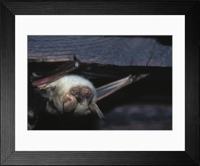 Framed Print : Greater mouse-eared bat - The last one to the sommer roost (loft) - December Swiss jura, Switzerland