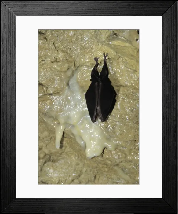 Framed Print : Greater Horeshoe Bat - Hibernating, Reclere's cave - December Framed Print : Greater Horeshoe Bat - Hibernating, Reclere's cave - December