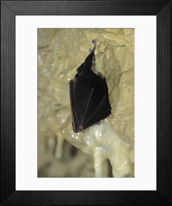 Framed Print : Greater Horeshoe Bat - Hibernating Reclere's cave - December Framed Print : Greater Horeshoe Bat - Hibernating Reclere's cave - December