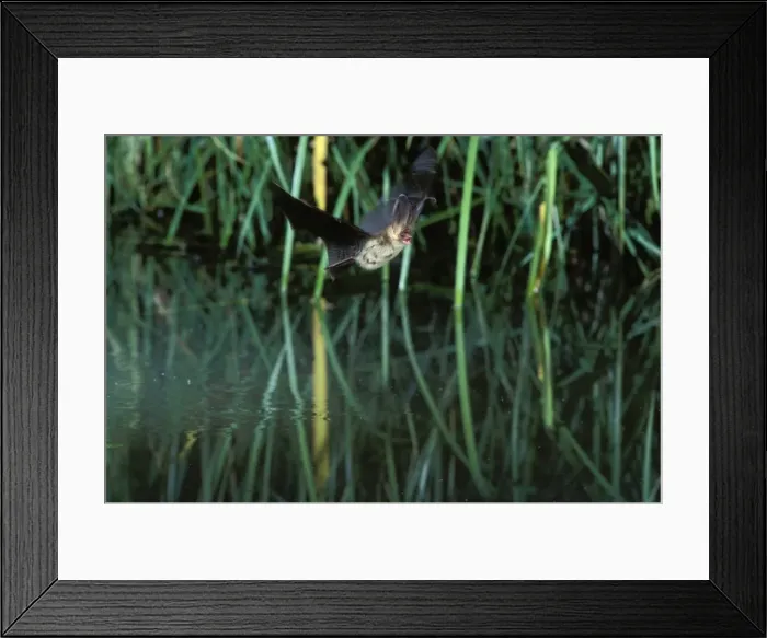 Framed Print : Brown Long-eared / Common Long-eared / Long-eared Bat - In flight over a pond Swiss jura, Switzerland Distribution: UK, Europe to NE China, Korea, Japan Framed Print : Brown Long-eared / Common Long-eared / Long-eared Bat - In flight over a pond Swiss jura, Switzerland Distribution: UK, Europe to NE China, Korea, Japan